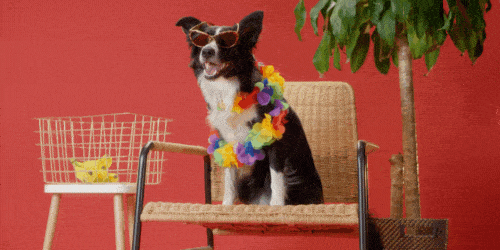 Pet Accessories