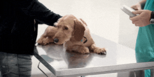 Pet Health